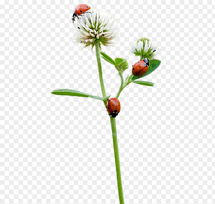 Beetle Ladybird Butterfly Seven-spot Flower PNG