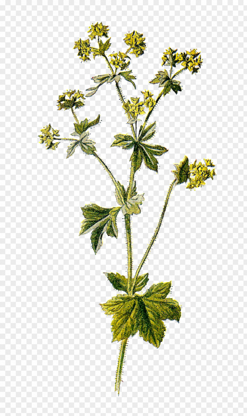 Botanical Alchemilla Mollis Vulgaris Flower PNG