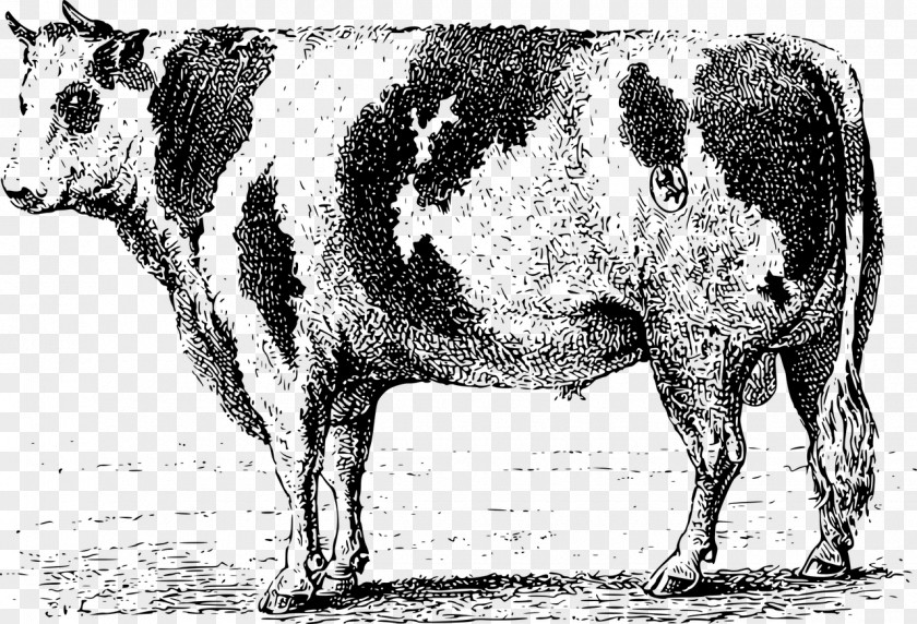Bull Dairy Cattle Ox Clip Art PNG