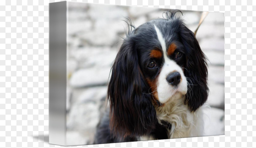 Caviler King Charles Sapinel The Cavalier Spaniel Dog Breed PNG