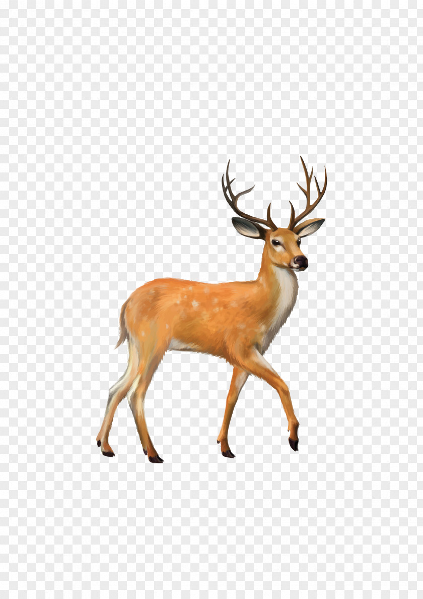 Deer White-tailed Mule Clip Art PNG
