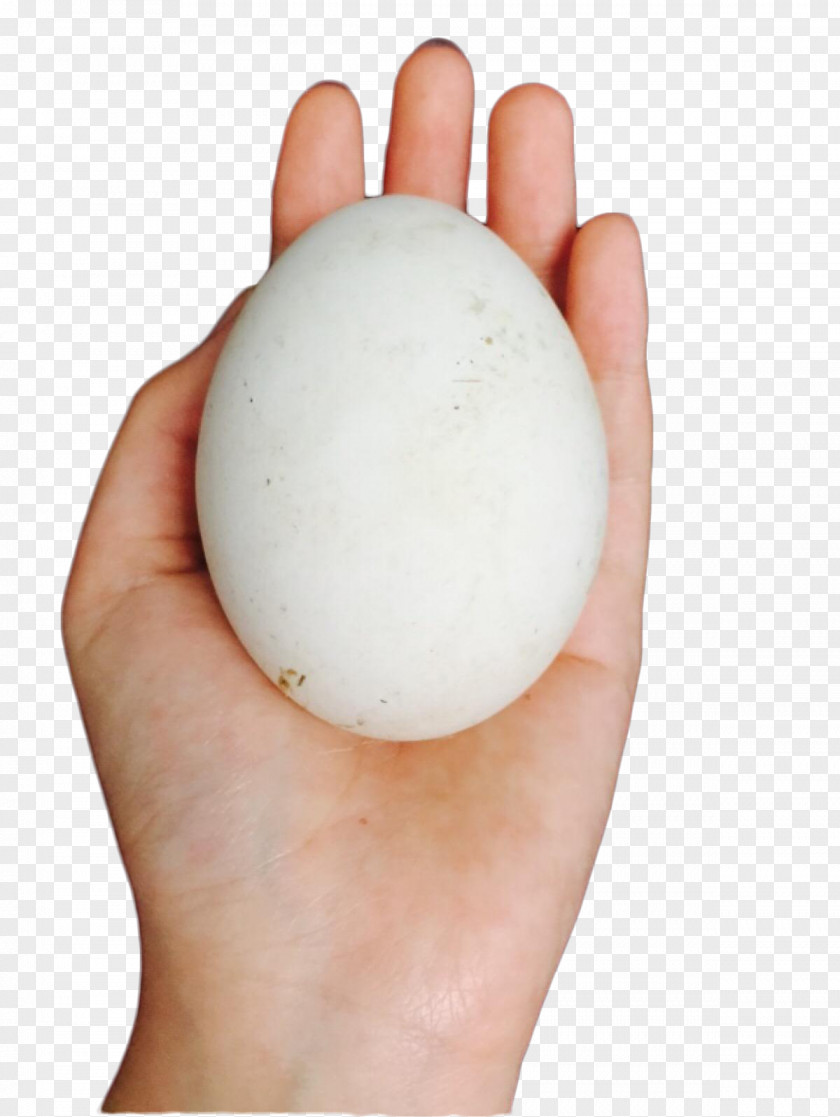 Holding Goose Eggs Domestic The That Laid Golden PNG
