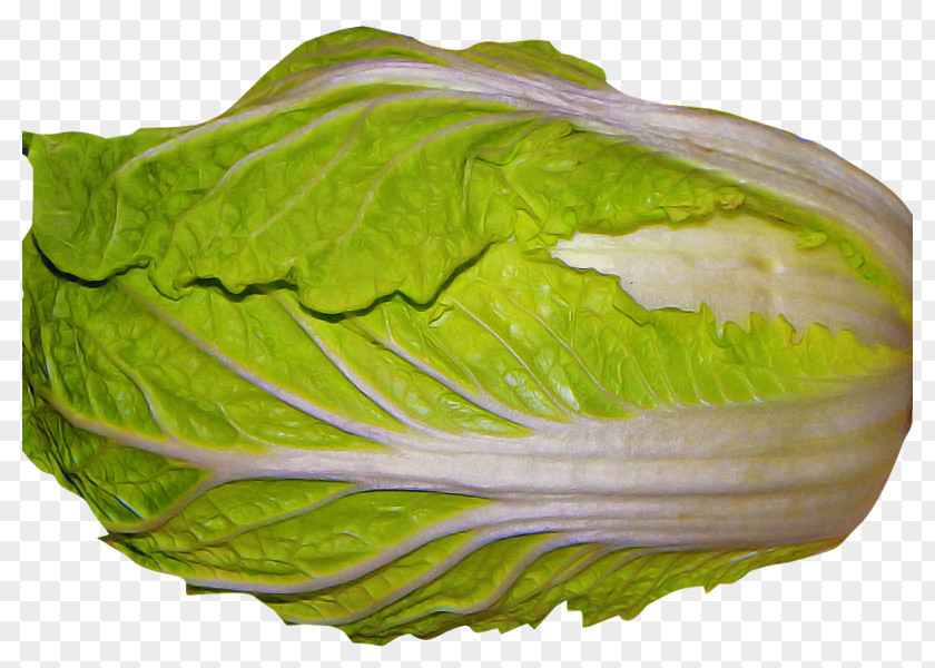 Lettuce Plant Cabbage Vegetable Iceburg Leaf PNG