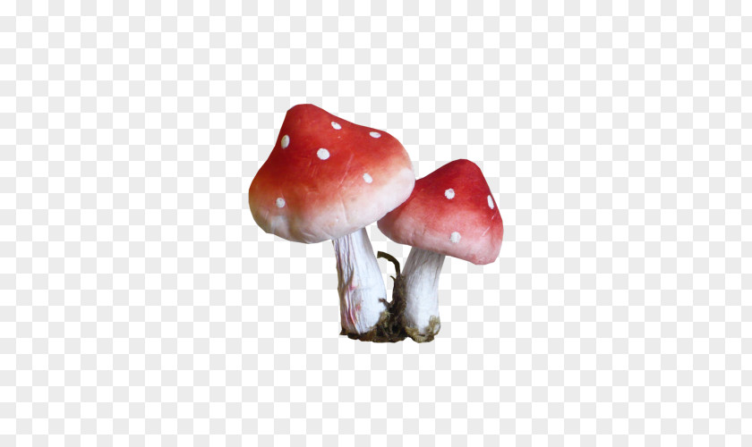 Mushroom Fungus Animaatio PNG