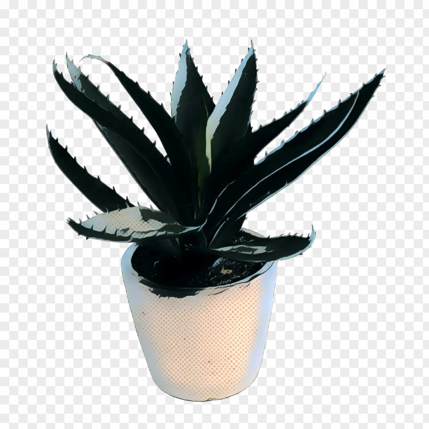 Terrestrial Plant Succulent Flowerpot Agave Houseplant Leaf PNG