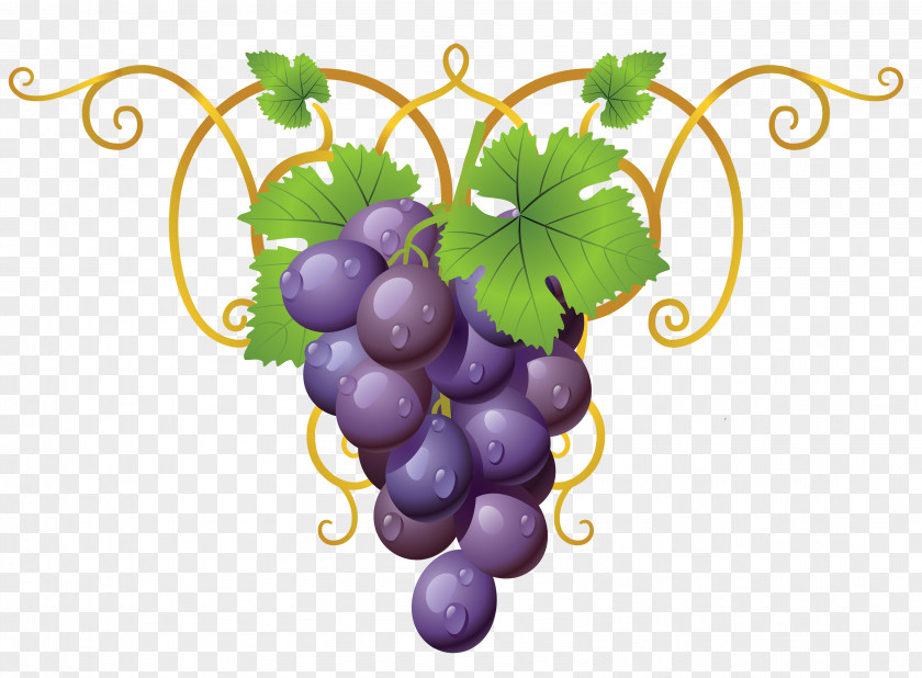 Transparent Decorative Drawing Common Grape Vine Wine Clip Art PNG