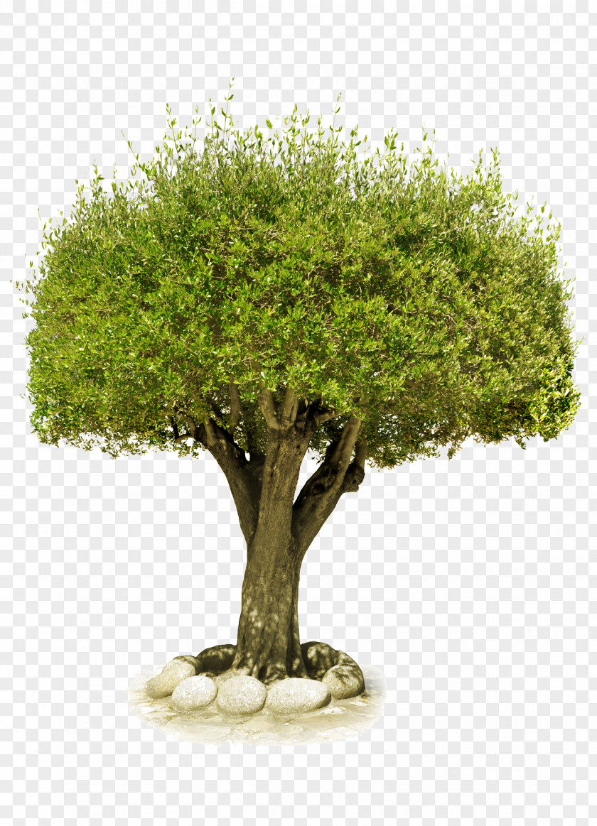 Tree Image, Free Download, Picture Image File Formats PNG
