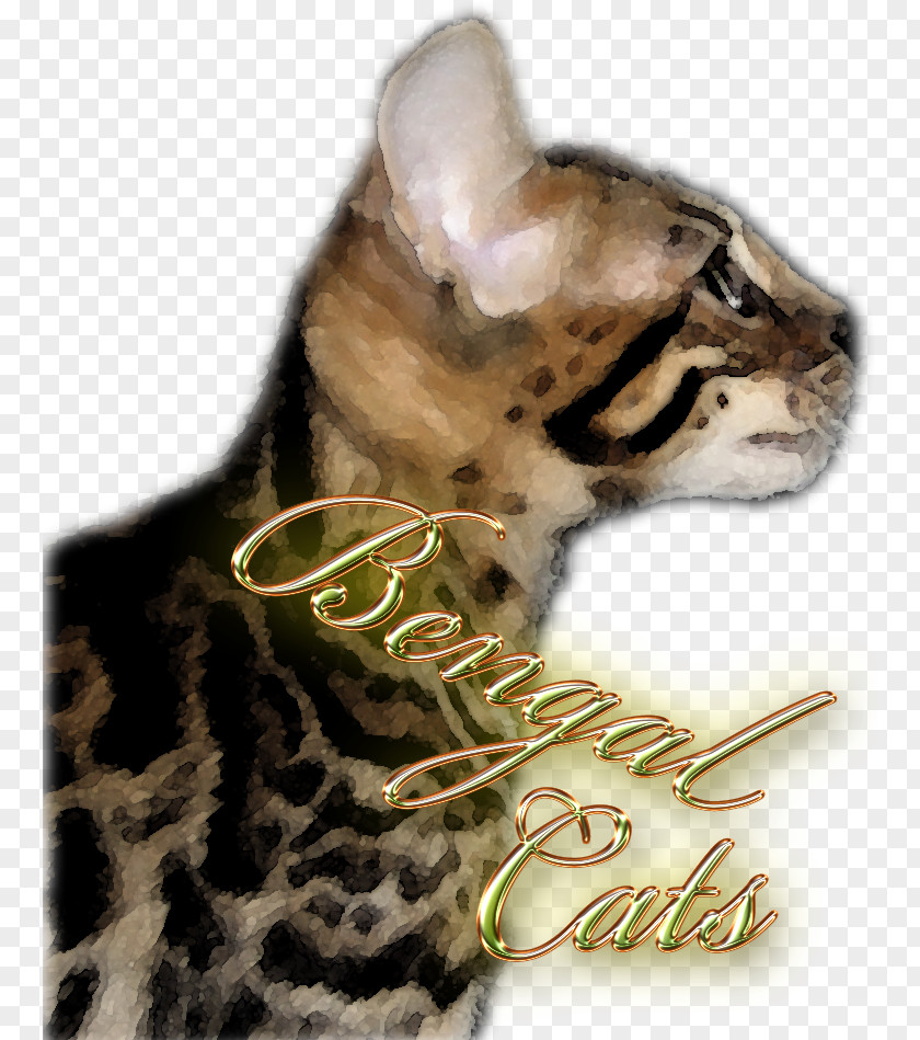 Bengal Whiskers Cat Fur Snout PNG