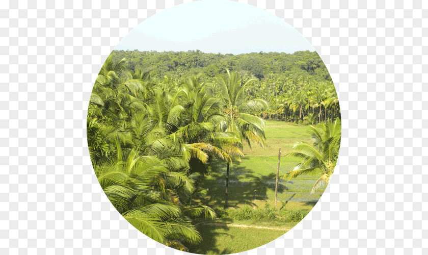 Overlooking The Coconut Tree Kerala Backwaters Arecaceae PNG