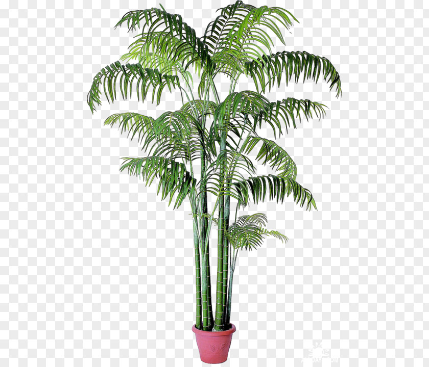 Tree Babassu Houseplant Arecaceae Date Palms Chamaedorea PNG