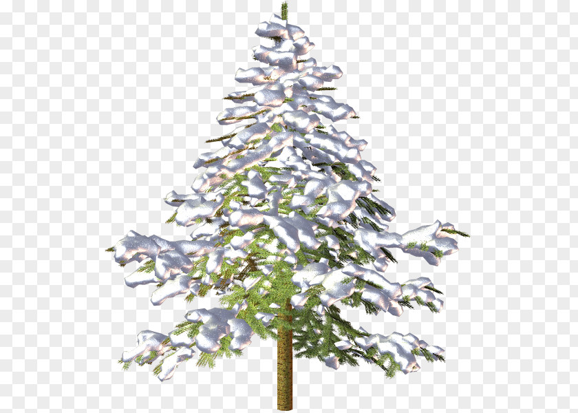 Tree Spruce Christmas Fir Pine PNG