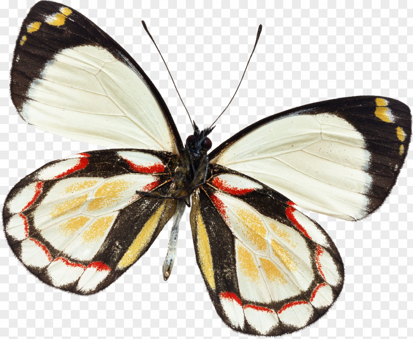 Butterfly Insect Curetis Bulis Illustration Delias Pasithoe PNG