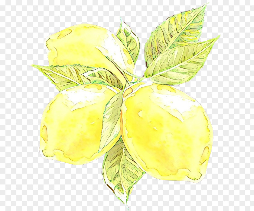 Herbaceous Plant Fruit Yellow Leaf Flower Flowering PNG