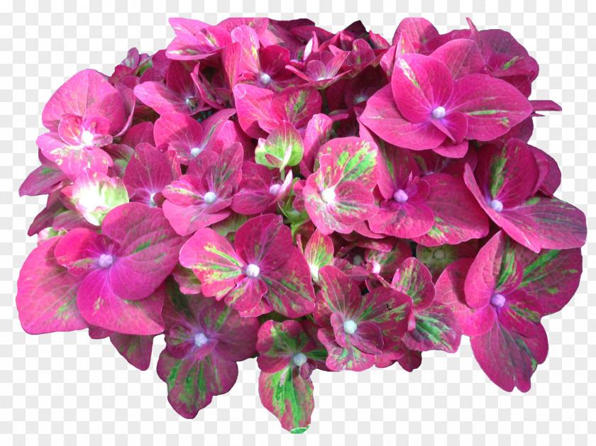 Hydrangea Cut Flowers Pink Plant PNG