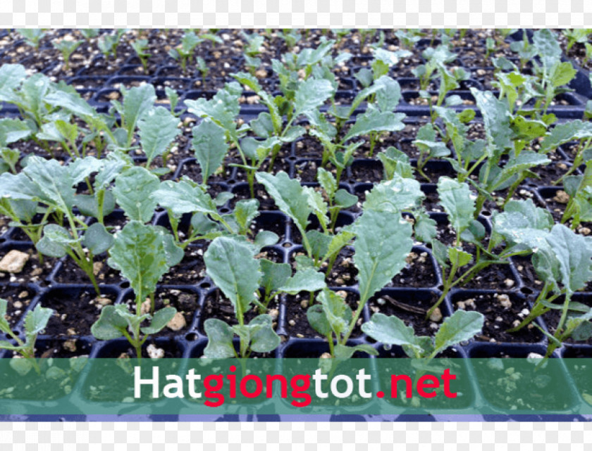 Lacinato Kale Spring Greens Seedling Curly Cabbage PNG