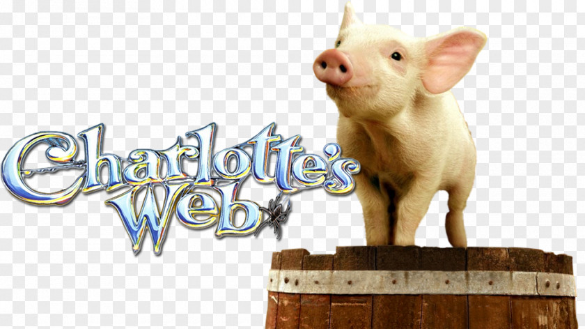 Pig Domestic Charlotte's Web Film PNG