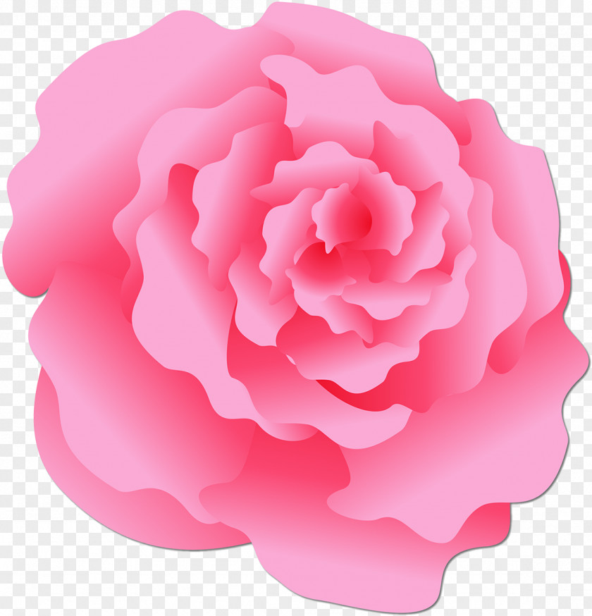 Pink Rose Damask Centifolia Roses Garden Rosaceae Stock Photography PNG