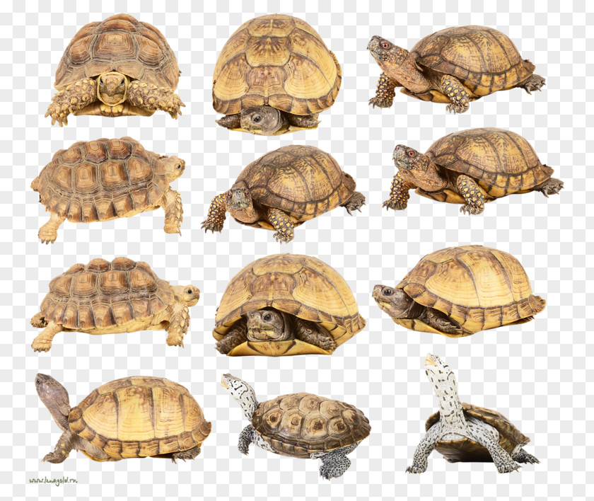 Turtle Box Turtles Tortoise Clip Art PNG