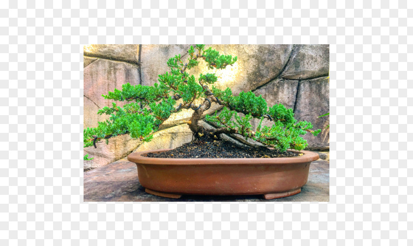 Bonsai Flowerpot Sageretia Theezans Tree Houseplant PNG