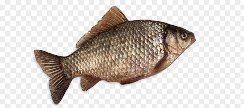 Brown Fish Net Crucian Carps Tilapia Funazushi Illustration PNG