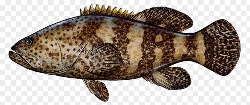 Fishing Grouper Snapper Game Fish PNG