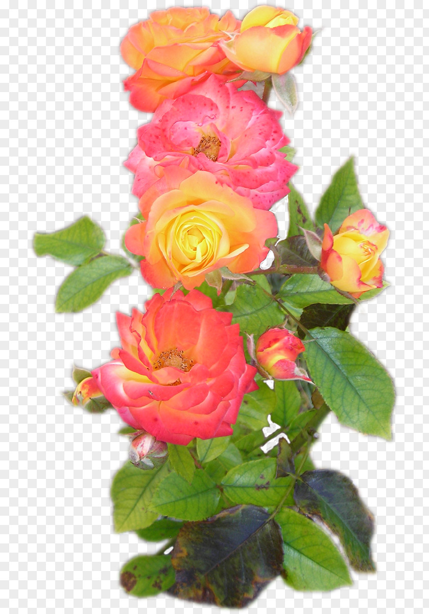 Flower Garden Roses Cut Flowers Centifolia Memorial Rose PNG