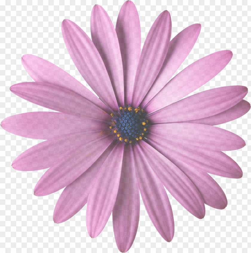 Lavender Plant PNG