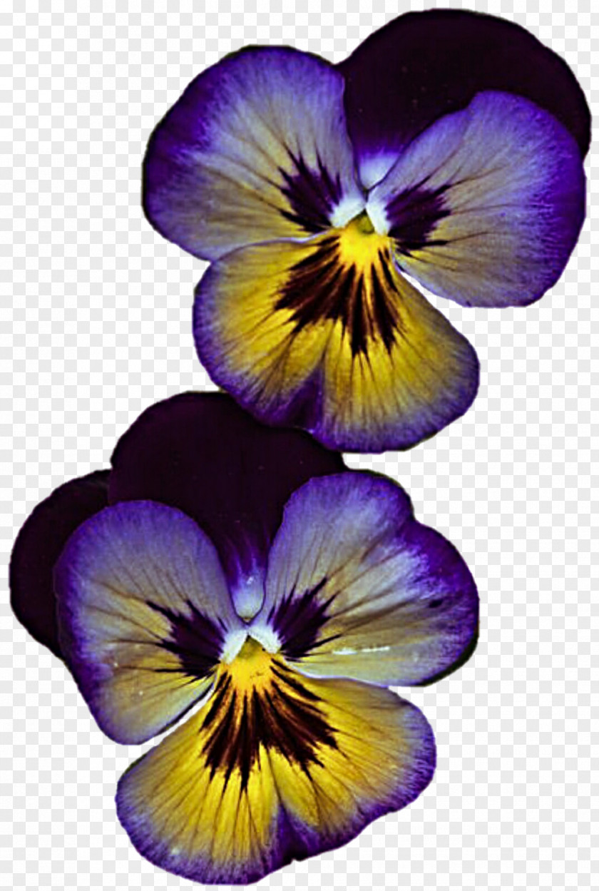 Twins Pansy Violet Flower Lilac Red PNG