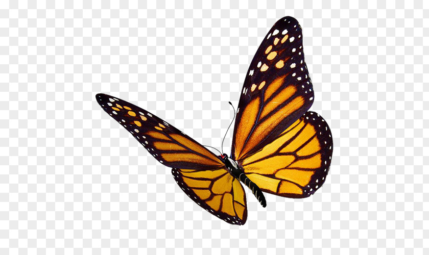 Watercolor Butterfly Monarch Greta Oto Clip Art PNG