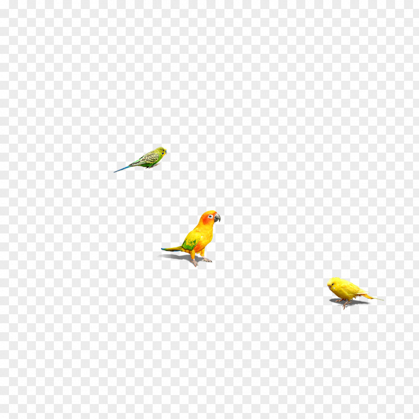 Bird Parrot PNG