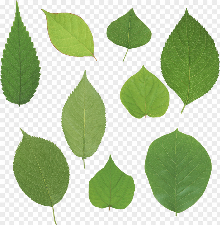 Green Leaves Picture Leaf Clip Art PNG