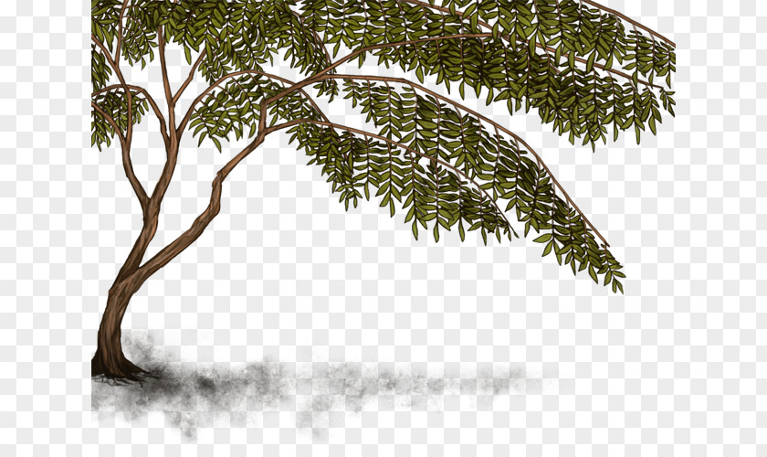 Leaf Twig Vegetation Evergreen PNG