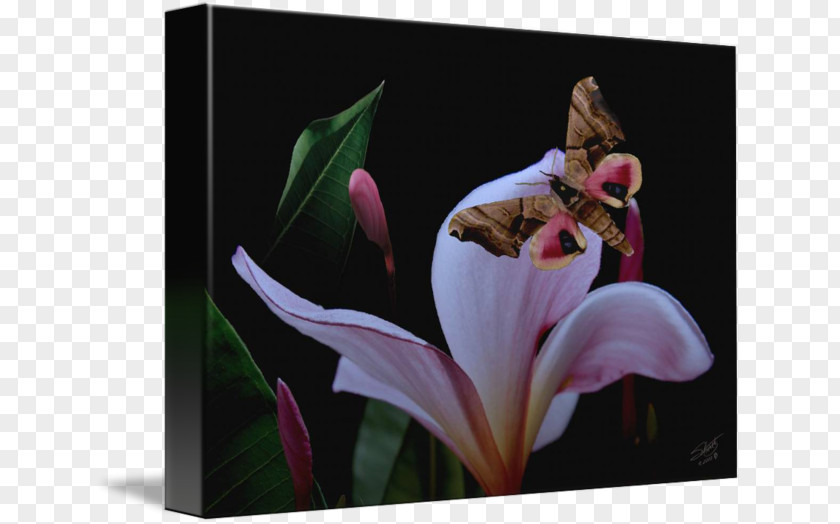 Plumeria Flowering Plant Insect Petal Pollinator PNG