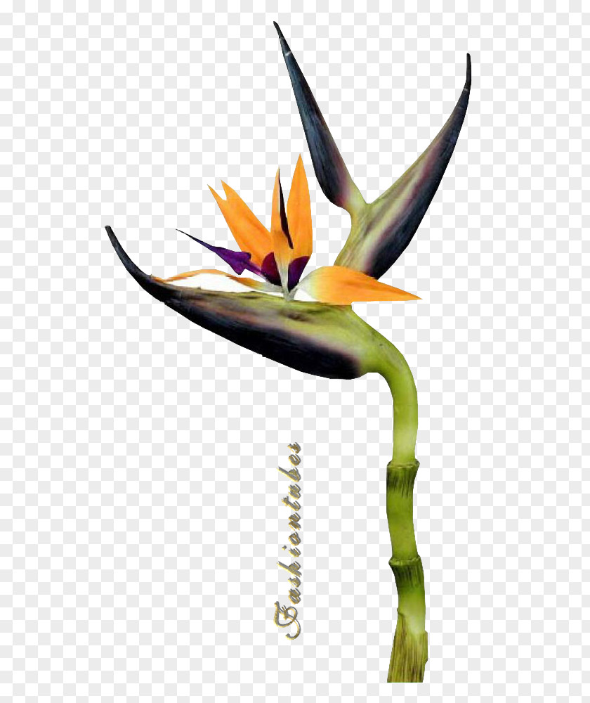 Flower Petal Drawing Bird PNG
