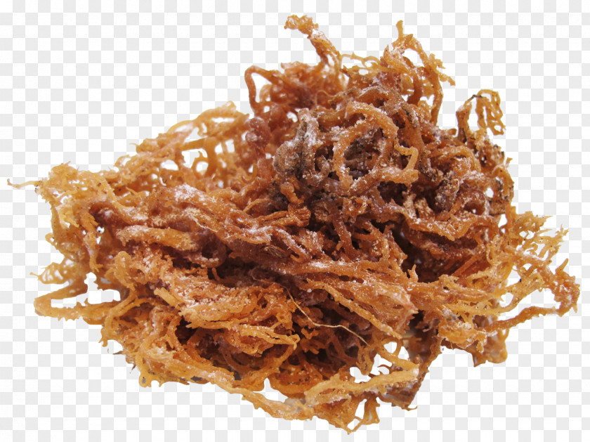 Seaweed Irish Moss Algae Cuisine PNG