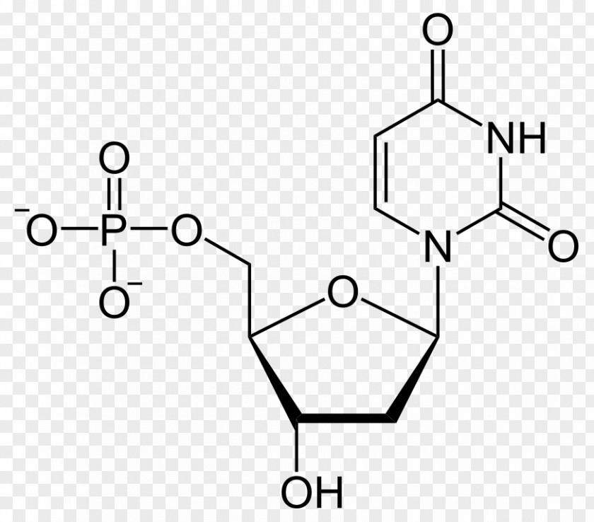 Thymidine Deoxyuridine Monophosphate Uridine Diphosphate Triphosphate PNG