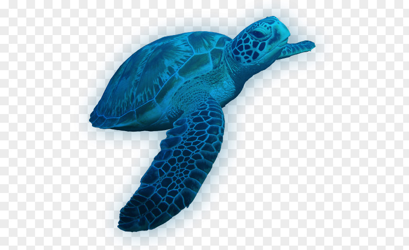 Turtle Loggerhead Sea Leatherback Tortoise PNG