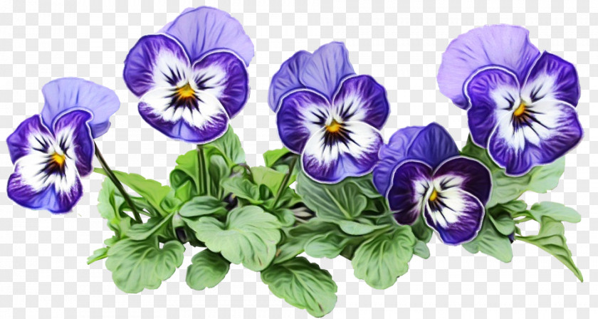 Violet Family Viola Drawing Of PNG
