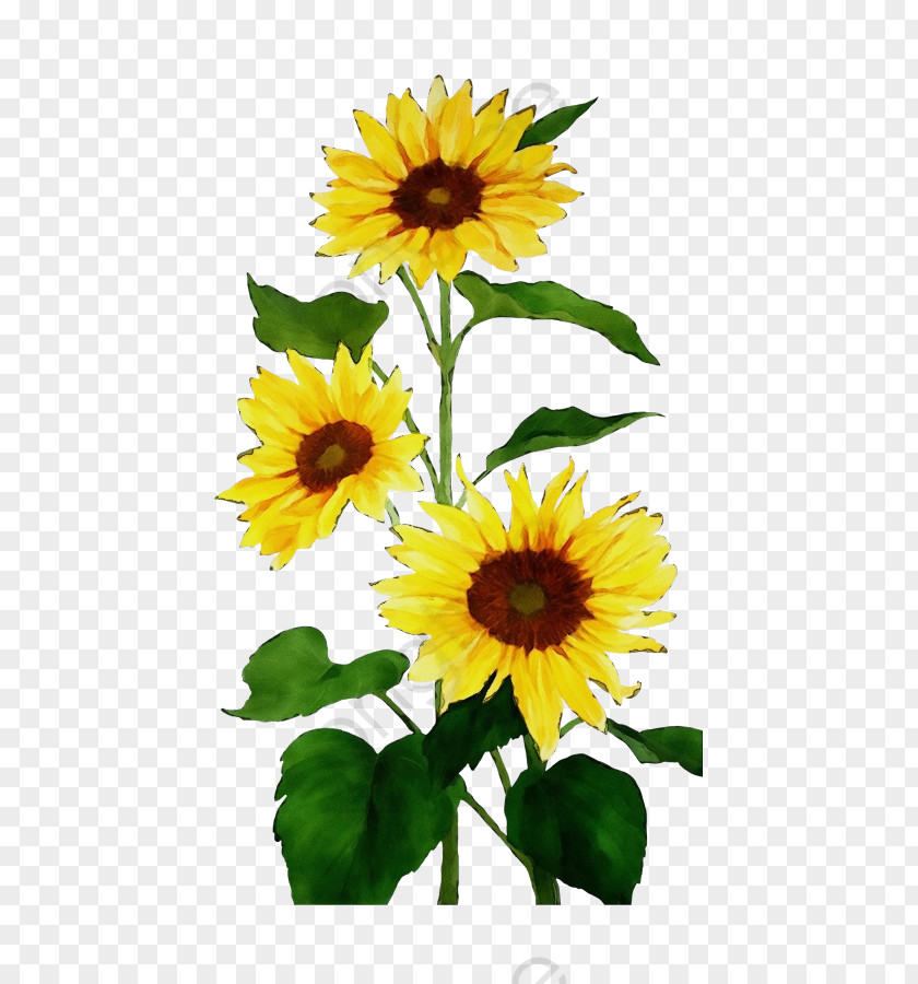 Daisy Family Plant Sunflower PNG