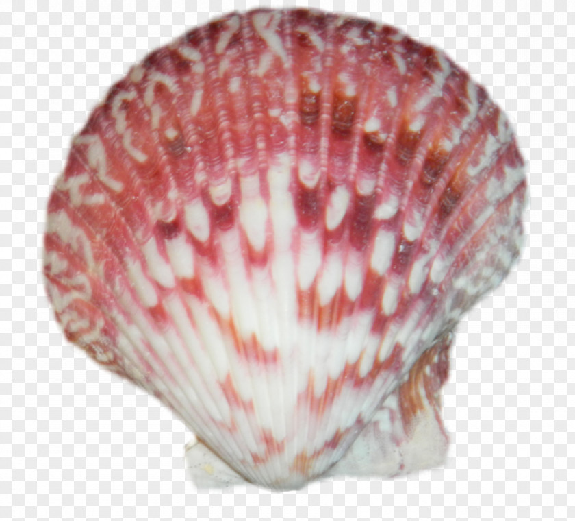 Download Seashell Latest Version 2018 Cockle Mollusc Shell Conchology PNG
