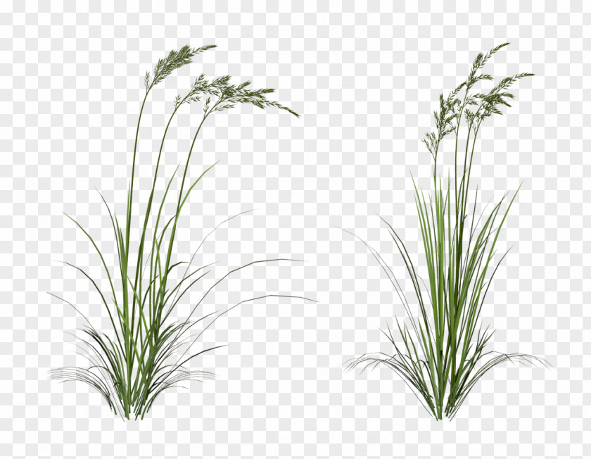 Grass .de Information Clip Art PNG