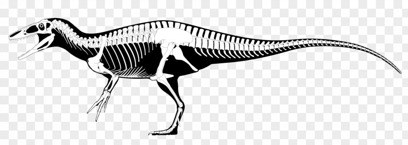 Reconstruction Megaraptor Australovenator Fukuiraptor Tyrannosaurus Dinosaur PNG