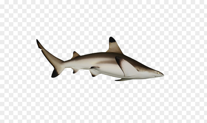 Shark Fish Requiem PNG