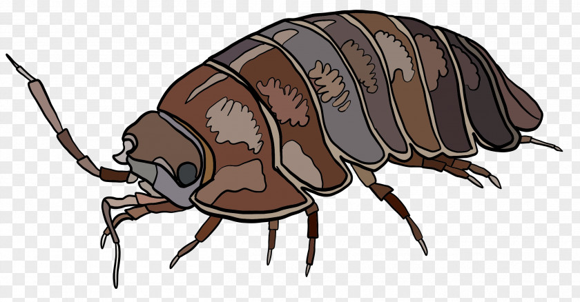 Beetle Weevil Decapoda Pest Cartoon PNG