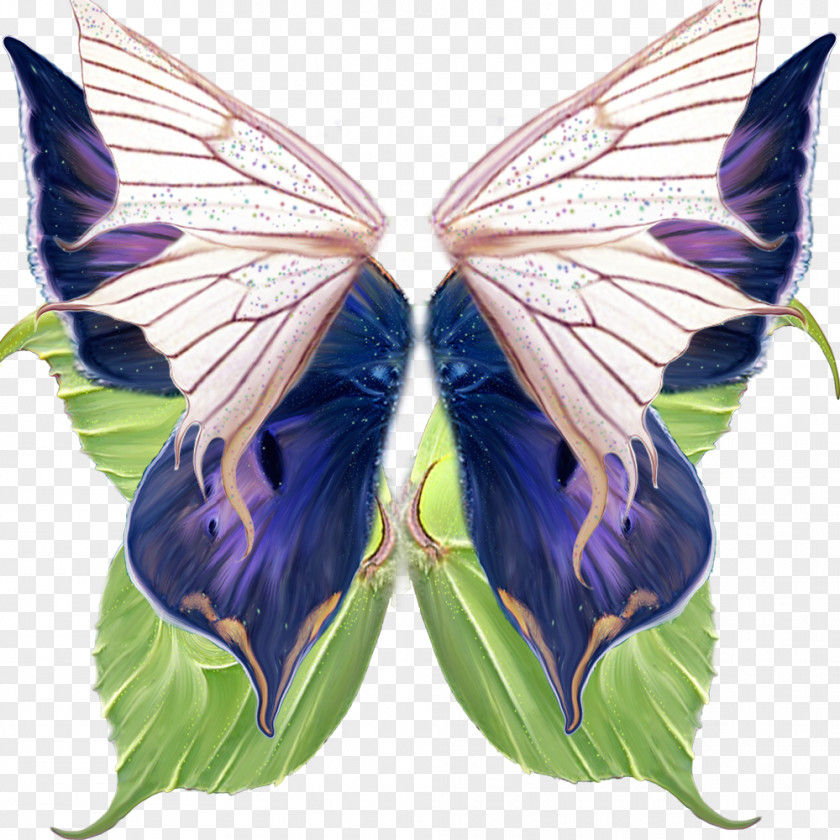 Butterfly Download Gratis PNG