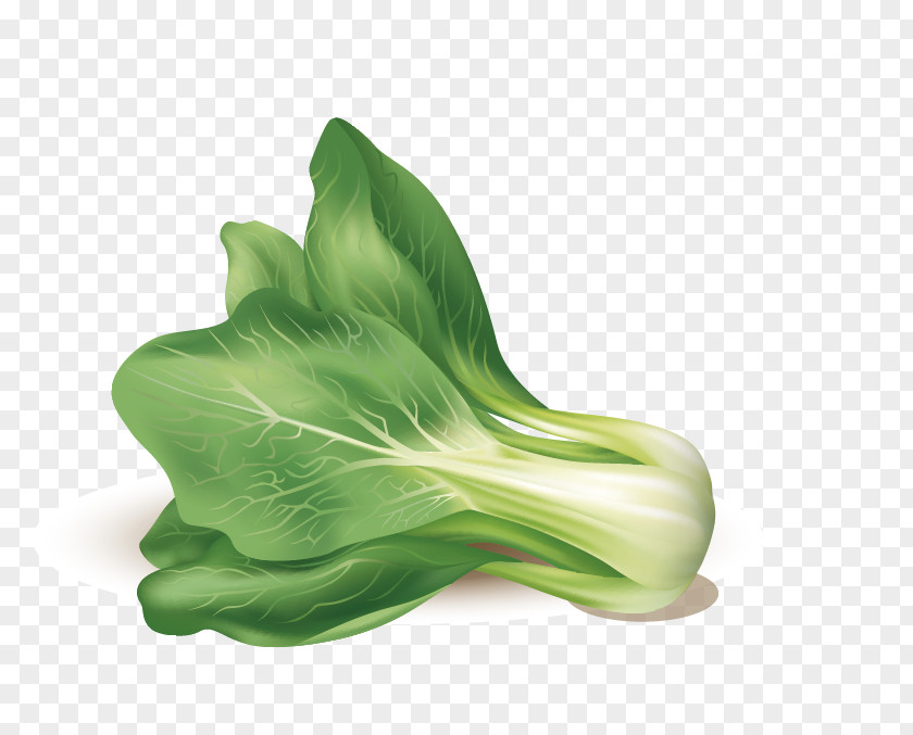 Cabbage Leaf Vegetable Euclidean Vector PNG