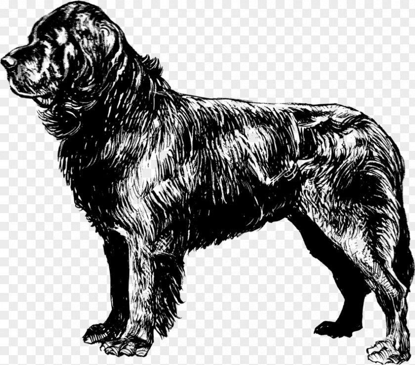 Giant Dog Breed Sussex Spaniel Tag PNG