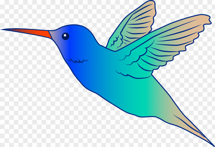 Hummingbird Drawing Humming Bird Clip Art Image Vector Graphics PNG