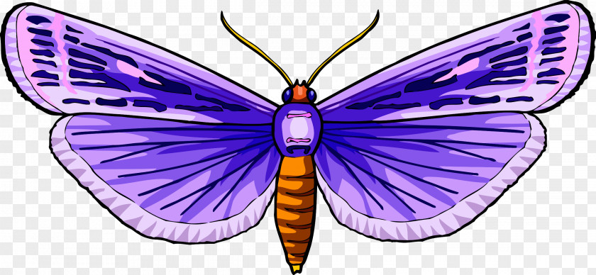 Insect Butterfly Clip Art PNG