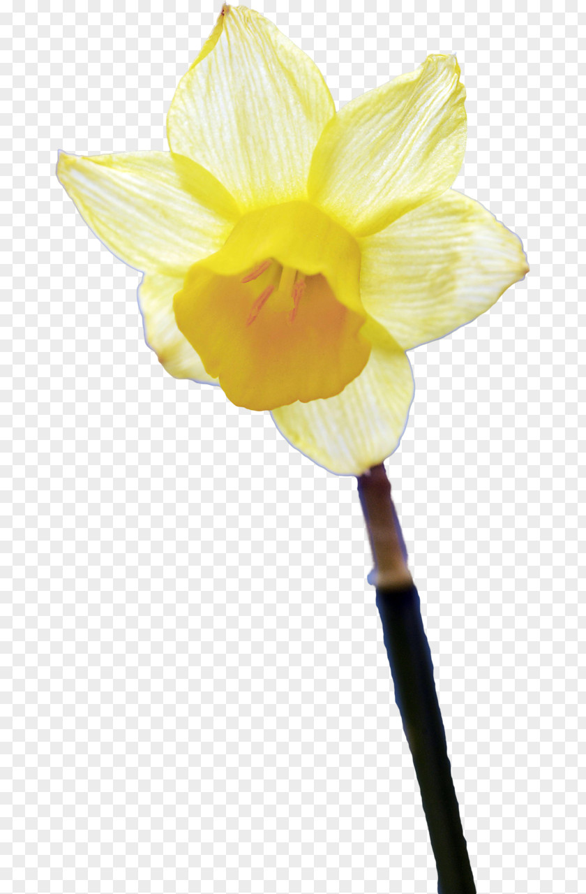 Narcissus Amaryllis Belladonna Flower Petal Plant Stem PNG